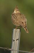 Crested Lark