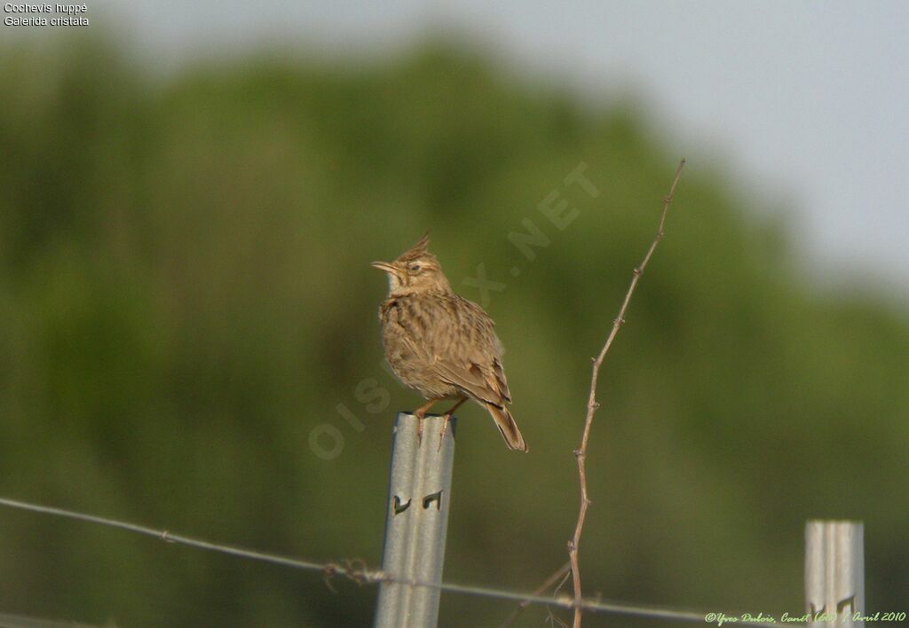 Cochevis huppé