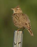 Crested Lark