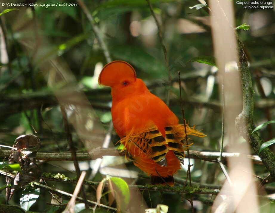 Coq-de-roche orange