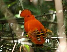 Guianan Cock-of-the-rock