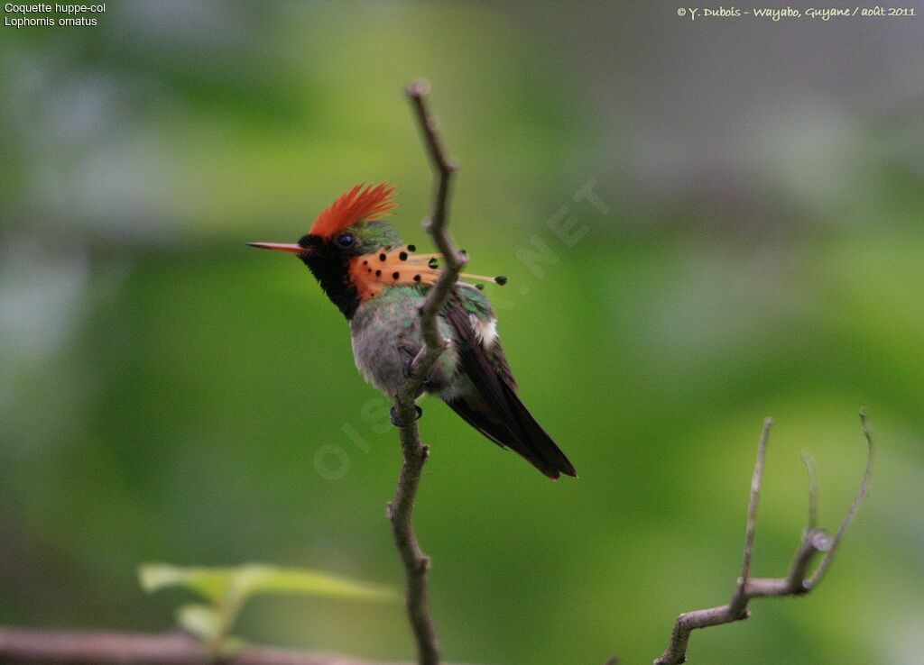 Tufted Coquette