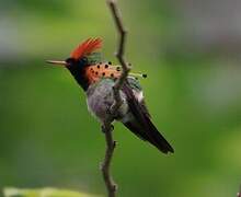 Tufted Coquette