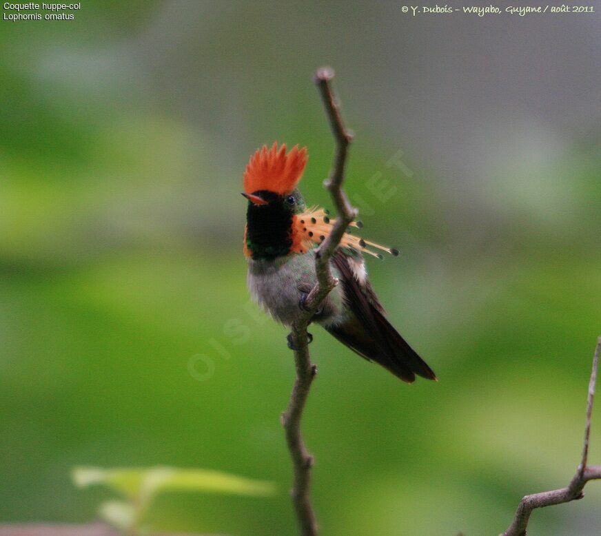 Tufted Coquette