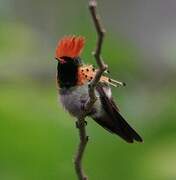 Tufted Coquette