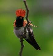 Tufted Coquette