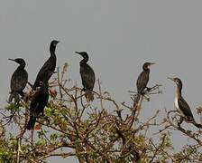 Cormoran de Vieillot