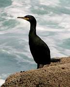 European Shag