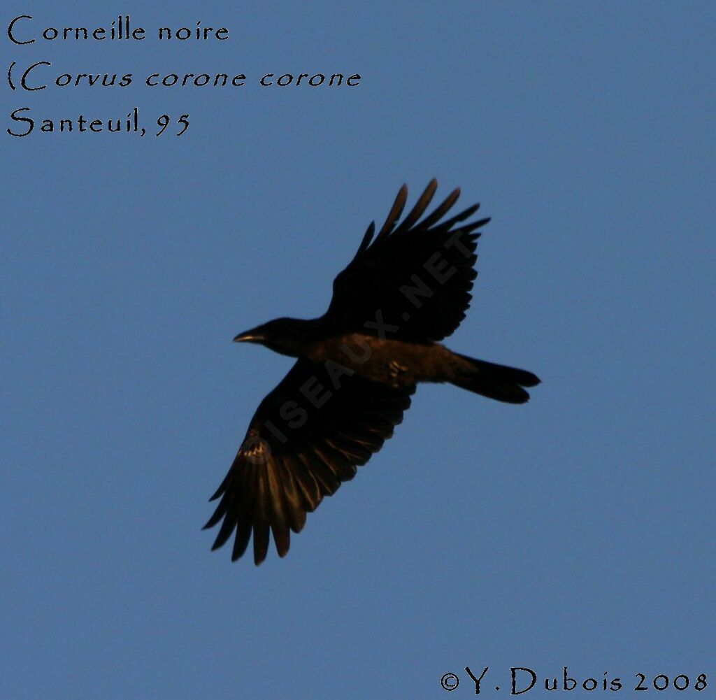 Carrion Crow