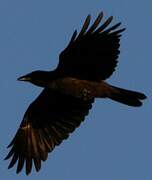 Carrion Crow