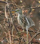 Chinese Pond Heron