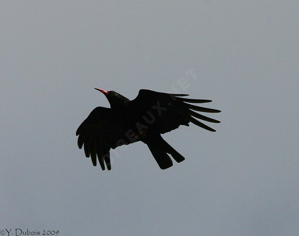 Red-billed Chough