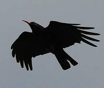 Red-billed Chough