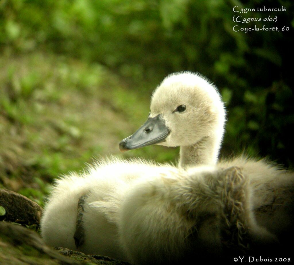 Cygne tuberculé