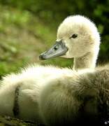 Cygne tuberculé