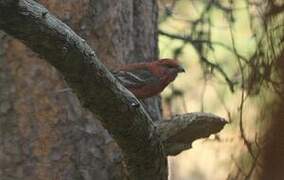 Pine Grosbeak