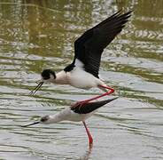 Black-winged Stilt