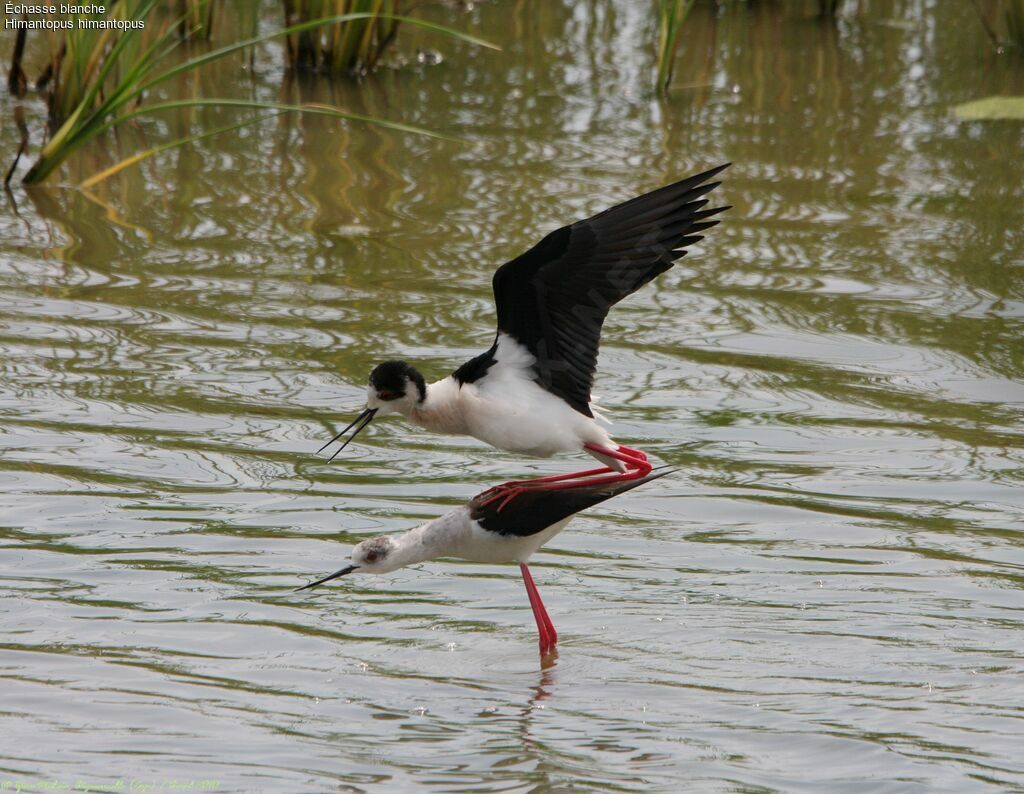 Black-winged Stilt