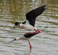 Black-winged Stilt