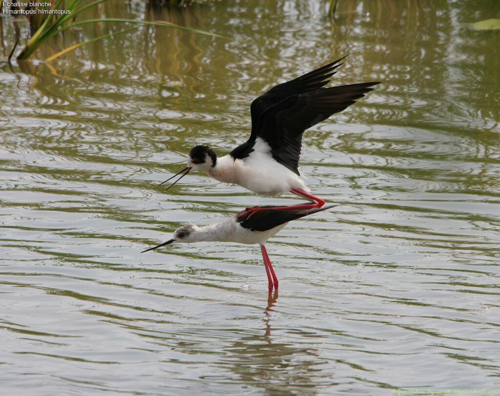 Black-winged Stilt