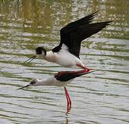 Black-winged Stilt