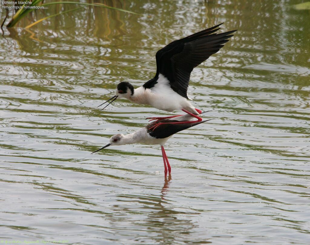 Black-winged Stilt