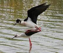 Black-winged Stilt