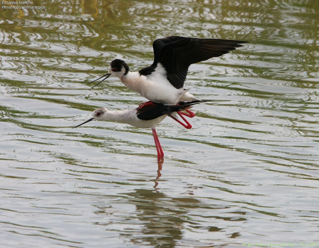 Black-winged Stilt