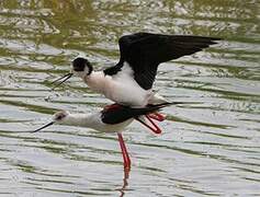 Black-winged Stilt