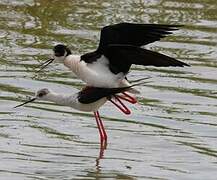 Black-winged Stilt