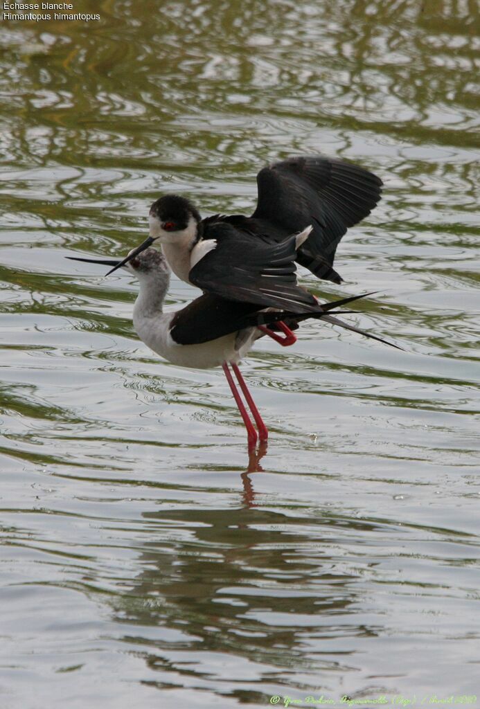 Black-winged Stilt