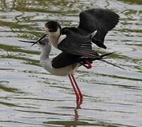 Black-winged Stilt