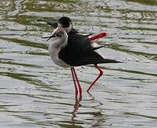 Black-winged Stilt