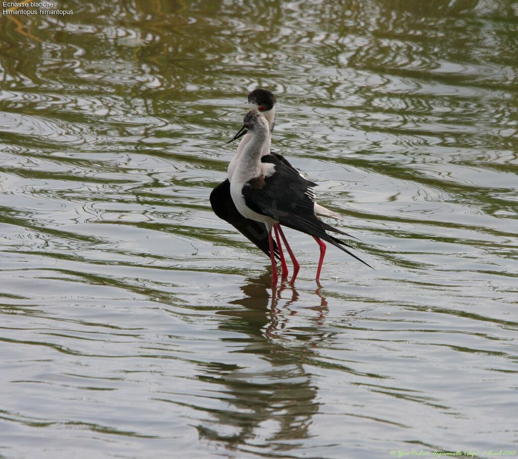 Black-winged Stilt