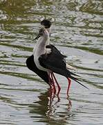 Black-winged Stilt