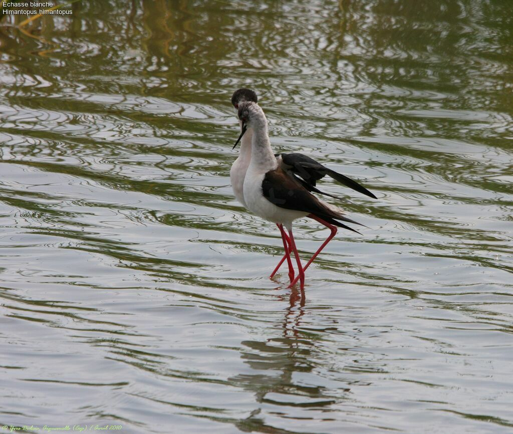 Black-winged Stilt