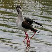 Black-winged Stilt