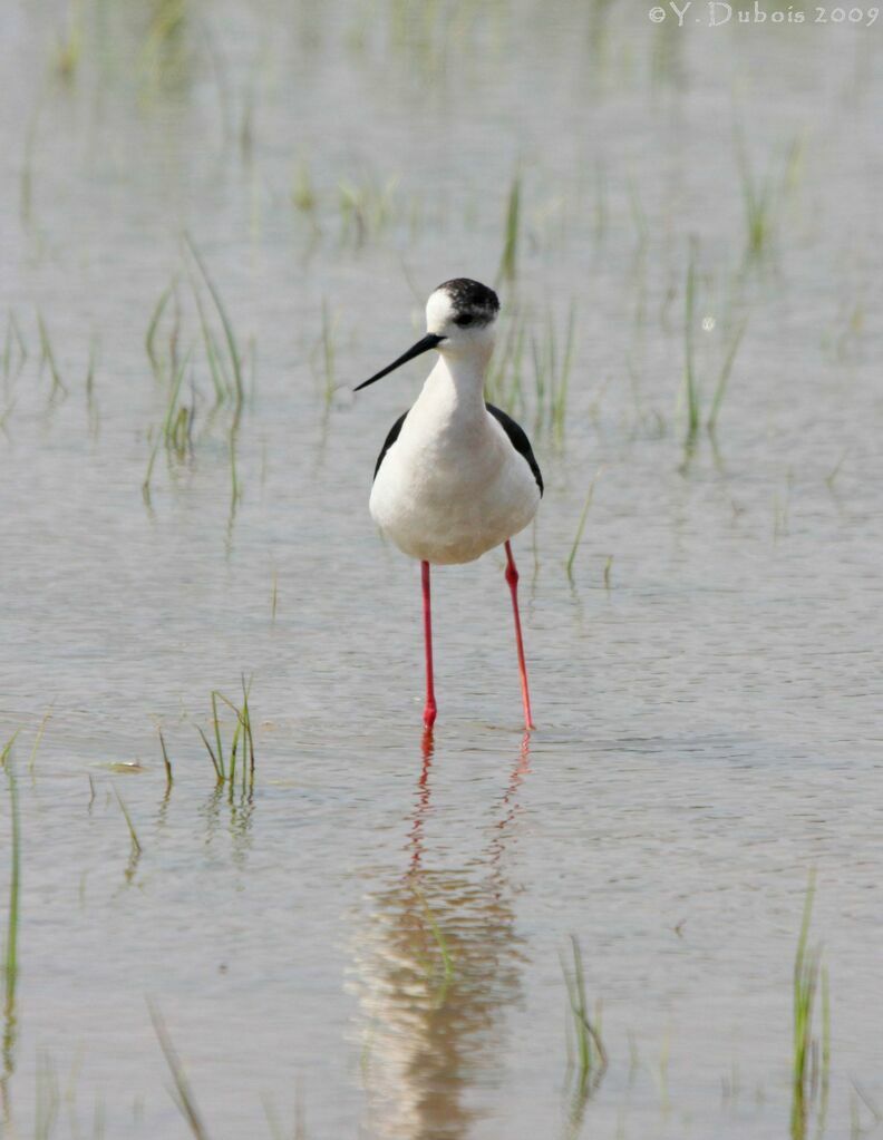 Échasse blanche, identification