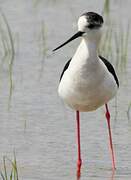 Black-winged Stilt