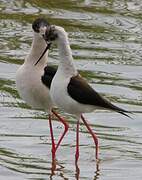 Black-winged Stilt