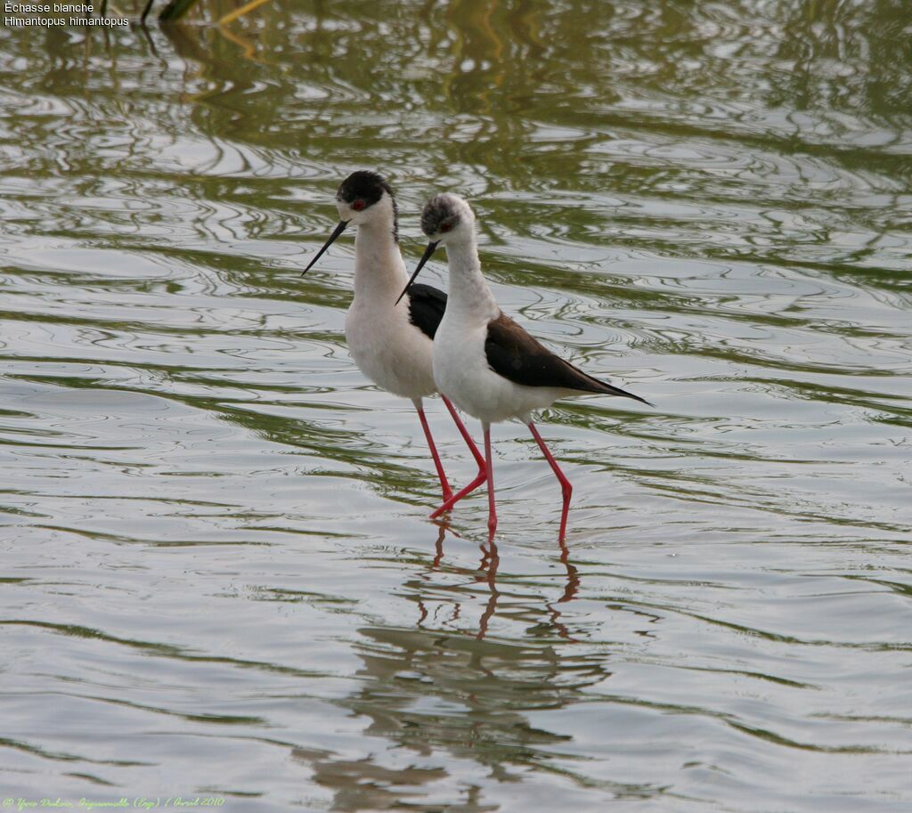 Black-winged Stilt