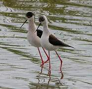 Black-winged Stilt