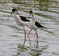 Black-winged Stilt