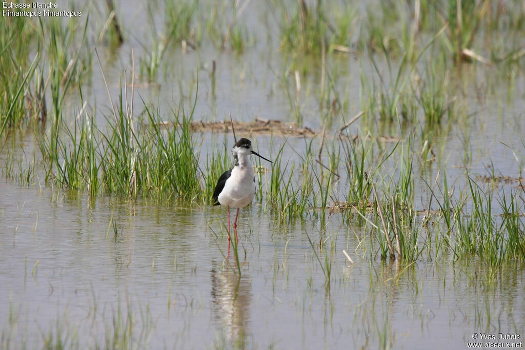 Black-winged Stilt