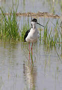 Black-winged Stilt