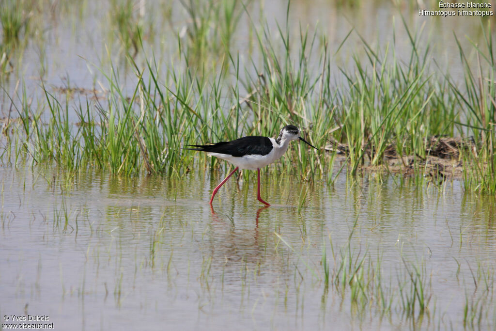 Black-winged Stilt