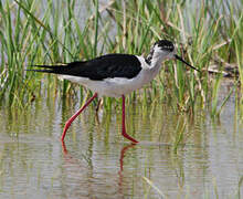 Black-winged Stilt