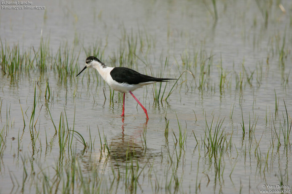 Black-winged Stilt