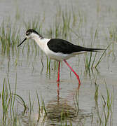 Black-winged Stilt