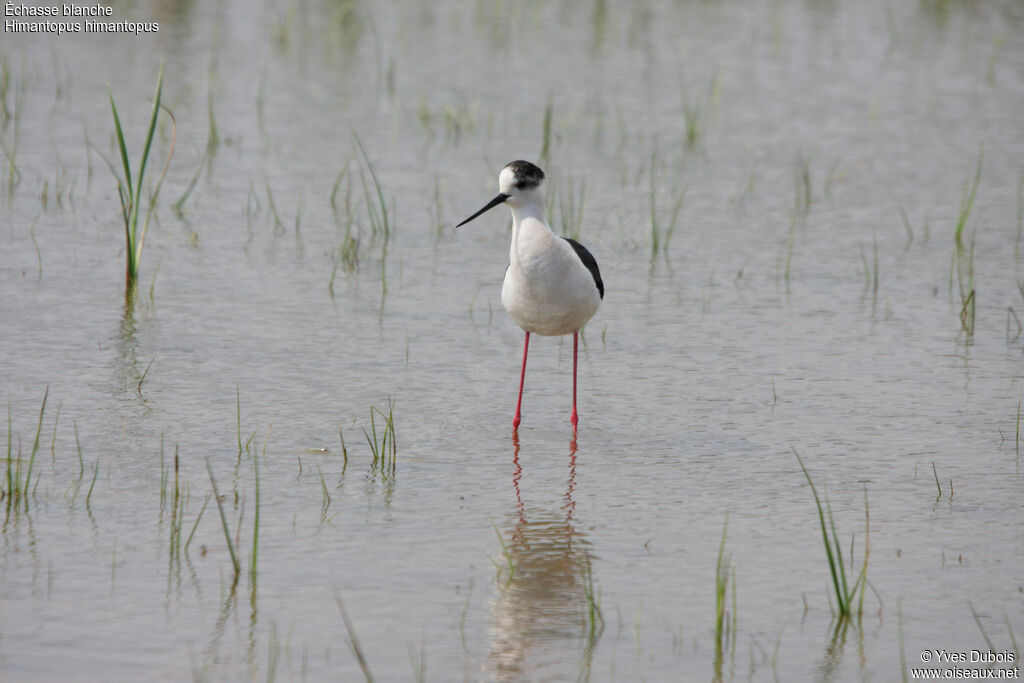 Black-winged Stilt